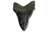 Fossil Megalodon Tooth - Georgia #145463-2